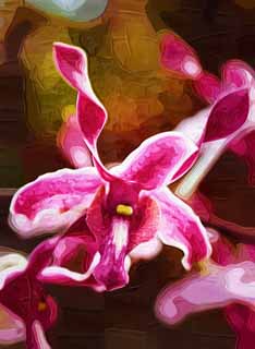 illust, material, livram, paisagem, quadro, pintura, lápis de cor, creiom, puxando,A orquídea do vermelho purpúreo, Uma orquídea, , pétala, Eu sou deslumbrante