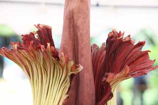 fotografia, material, livra, ajardine, imagine, proveja fotografia,A maior flor de mundo titanum de Amorphophallus, Cheiro pútrido, flor enorme, Konnyaku, 