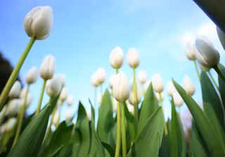 fotografia, material, livra, ajardine, imagine, proveja fotografia,Uma tulipa, tulipa, pétala, Eu estou bonito, 