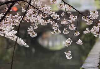 fotografia, material, livra, ajardine, imagine, proveja fotografia,Kurashiki cereja árvore, árvore de cereja, , ponte, Japonês cultiva