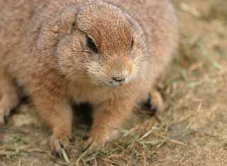 Ôîòî, ìàòåðèàëüíûé, ñâîáîäíûé, ïåéçàæ, ôîòîãðàôèÿ, ôîòî ôîíäà.,whiskers prairie dog., Ãðûçóí, , , 