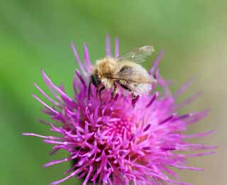 Ôîòî, ìàòåðèàëüíûé, ñâîáîäíûé, ïåéçàæ, ôîòîãðàôèÿ, ôîòî ôîíäà.,Thistle ÷òîáû ï÷åëû, , , , 