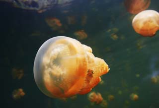 Ôîòî, ìàòåðèàëüíûé, ñâîáîäíûé, ïåéçàæ, ôîòîãðàôèÿ, ôîòî ôîíäà.,jellyfish ìèð., jellyfish, , , 