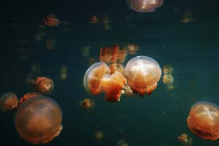 Ôîòî, ìàòåðèàëüíûé, ñâîáîäíûé, ïåéçàæ, ôîòîãðàôèÿ, ôîòî ôîíäà.,jellyfish ïåðåõîäèòü., jellyfish, , , 