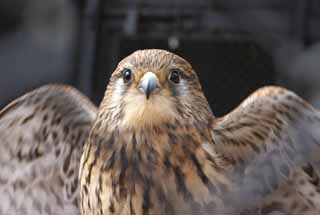 Ôîòî, ìàòåðèàëüíûé, ñâîáîäíûé, ïåéçàæ, ôîòîãðàôèÿ, ôîòî ôîíäà.,kestrel, , kestrel, Raptores, 