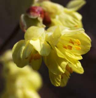 Ôîòî, ìàòåðèàëüíûé, ñâîáîäíûé, ïåéçàæ, ôîòîãðàôèÿ, ôîòî ôîíäà.,Corylopsis panciflora, , Corylopsis panciflora, Æåëòûé, Âåñíîé