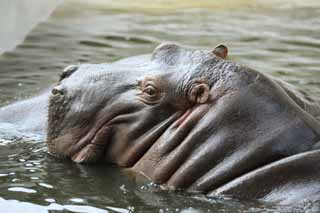 Ôîòî, ìàòåðèàëüíûé, ñâîáîäíûé, ïåéçàæ, ôîòîãðàôèÿ, ôîòî ôîíäà.,hippopotamus, hippopotamus, Hippo, Áëàãîæåëàòåëüíîñòü, grazing æèâîòíîå