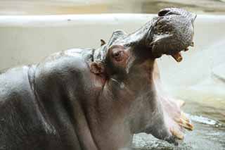 Ôîòî, ìàòåðèàëüíûé, ñâîáîäíûé, ïåéçàæ, ôîòîãðàôèÿ, ôîòî ôîíäà.,hippopotamus, hippopotamus, Hippo, Áëàãîæåëàòåëüíîñòü, grazing æèâîòíîå