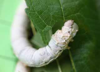 Ôîòî, ìàòåðèàëüíûé, ñâîáîäíûé, ïåéçàæ, ôîòîãðàôèÿ, ôîòî ôîíäà.,larva silkworm, Øåëê, Silkworm, Òåêñòèëüíûé, Çåëåíàÿ ãóñåíèöà