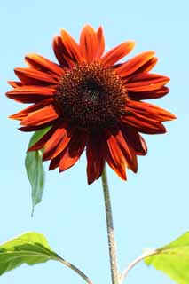 Ôîòî, ìàòåðèàëüíûé, ñâîáîäíûé, ïåéçàæ, ôîòîãðàôèÿ, ôîòî ôîíäà.,sunflower, sunflower, , , 