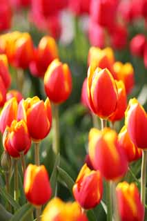 Ôîòî, ìàòåðèàëüíûé, ñâîáîäíûé, ïåéçàæ, ôîòîãðàôèÿ, ôîòî ôîíäà.,tulip, tulip, petal, ß äîâîëüíî, ß ïðåêðàñíûé