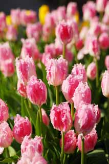 Ôîòî, ìàòåðèàëüíûé, ñâîáîäíûé, ïåéçàæ, ôîòîãðàôèÿ, ôîòî ôîíäà.,tulip, tulip, petal, ß äîâîëüíî, ß ïðåêðàñíûé