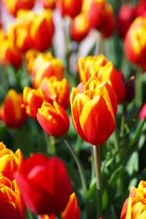 Ôîòî, ìàòåðèàëüíûé, ñâîáîäíûé, ïåéçàæ, ôîòîãðàôèÿ, ôîòî ôîíäà.,tulip, tulip, petal, ß äîâîëüíî, ß ïðåêðàñíûé