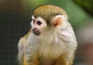 Ôîòî, ìàòåðèàëüíûé, ñâîáîäíûé, ïåéçàæ, ôîòîãðàôèÿ, ôîòî ôîíäà.,squirrel monkey., Îáåçüÿíà, , , 