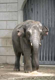 fotografia, materiale, libero il panorama, dipinga, fotografia di scorta,Elefante ambulante, elefante, , , 