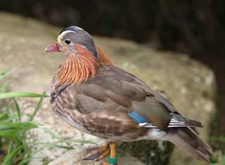 photo, la matière, libre, aménage, décrivez, photo de la réserve,Canard Mandarin, canard mandarin, , , 