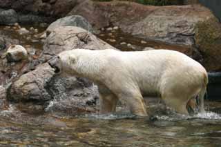 photo, la matière, libre, aménage, décrivez, photo de la réserve,Ours polaire, ours polaire, , , 