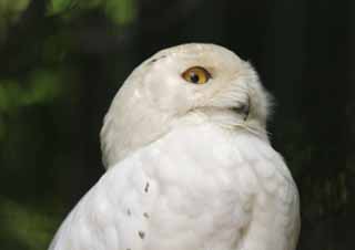 photo, la matière, libre, aménage, décrivez, photo de la réserve,Hibou neigeux, hibou, , , 