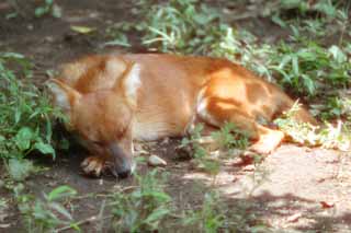 photo, la matière, libre, aménage, décrivez, photo de la réserve,Chien sauvage, chien, , , 