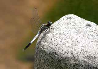 fotografia, materiale, libero il panorama, dipinga, fotografia di scorta,Libellula, libellula, , , 