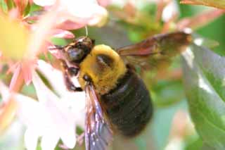 photo, la matière, libre, aménage, décrivez, photo de la réserve,Abelia et une abeille, abelia, abeille, , 