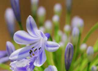 photo, la matière, libre, aménage, décrivez, photo de la réserve,Fleurs avec les raies du bleu, bourgeon, , , 