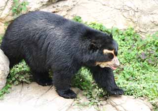 photo, la matière, libre, aménage, décrivez, photo de la réserve,Spectacled portent , les spectacled portent, ours, , 