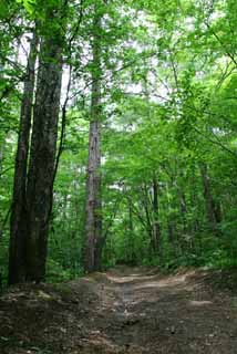 photo, la matière, libre, aménage, décrivez, photo de la réserve,Chemin de montagne, boscage, bosquet, vert tendre, 