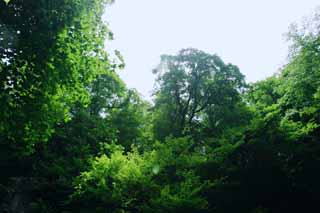 photo, la matière, libre, aménage, décrivez, photo de la réserve,Voir le nouveau vert, chute d'eau, rivière, vert tendre, 