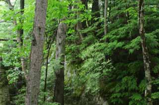 photo, la matière, libre, aménage, décrivez, photo de la réserve,Beau bois, vert, arbre, permission, 