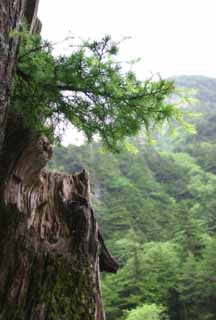 photo, la matière, libre, aménage, décrivez, photo de la réserve,Bourgeonnez d'un vieux cèdre, cèdre, arbre, bourgeon, 