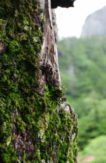 photo, la matière, libre, aménage, décrivez, photo de la réserve,Vieux cèdre moussu, cèdre, arbre, mousse, 