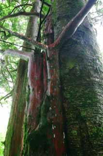 fotografia, materiale, libero il panorama, dipinga, fotografia di scorta,L'agglutinazione di alberi, abbaio, albero, , 