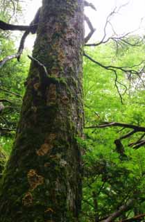 photo, la matière, libre, aménage, décrivez, photo de la réserve,Aboiement moussu, aboiement, arbre, mousse, 