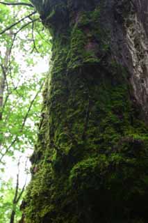 photo, la matière, libre, aménage, décrivez, photo de la réserve,Aboiement moussu, aboiement, arbre, mousse, 