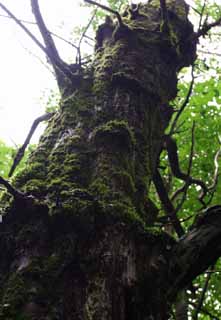 photo, la matière, libre, aménage, décrivez, photo de la réserve,Arbre qui porte la mousse, aboiement, arbre, mousse, 