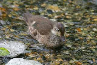 photo, la matière, libre, aménage, décrivez, photo de la réserve,L'oeil de caneton, rivière, canard, , 