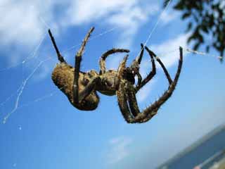 fotografia, material, livra, ajardine, imagine, proveja fotografia,Uma aranha, teia de aranha, céu azul, Cabelo, pé