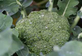 photo, la matière, libre, aménage, décrivez, photo de la réserve,Rosée du matin sur une brocoli, légume, bourgeon, vert, champ