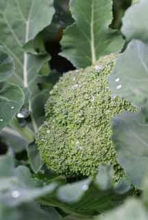 photo, la matière, libre, aménage, décrivez, photo de la réserve,La brocoli a enveloppé dans les feuilles, légume, bourgeon, vert, champ