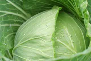 fotografia, materiale, libero il panorama, dipinga, fotografia di scorta,Cavolo cappuccio Nuovo, vegetale, permesso, verde, campo