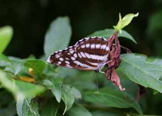 photo, la matière, libre, aménage, décrivez, photo de la réserve,Papillon, papillon, , , 