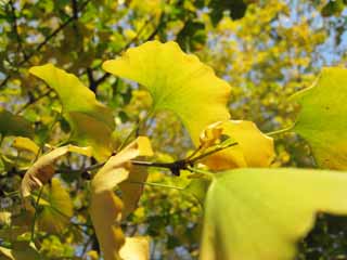 foto,tela,gratis,paisaje,fotografía,idea,Un ginkgo, Ginkgo, Póngase amarillo, , Árbol de maidenhair