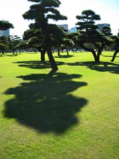 foto,tela,gratis,paisaje,fotografía,idea,Castillo de Edo - jo, Pino, , Sombra, Césped