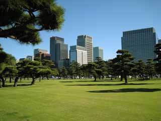 foto,tela,gratis,paisaje,fotografía,idea,Castillo de Edo - jo, Pino, Sombra, Edificio alto, Marunouchi