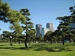 foto,tela,gratis,paisaje,fotografía,idea,Castillo de Edo - jo, Pino, Sombra, Edificio alto, Marunouchi