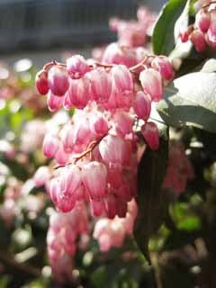 foto,tela,gratis,paisaje,fotografía,idea,Un andromeda, Un andromeda, , Rosado, En primavera