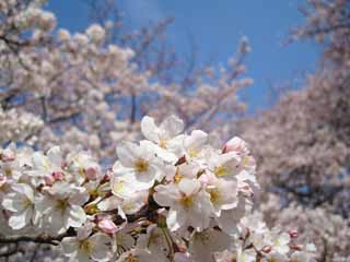 foto,tela,gratis,paisaje,fotografía,idea,Un cerezo, Cerezo, , , Cielo azul