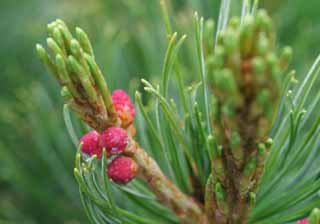 photo,material,free,landscape,picture,stock photo,Creative Commons,Pine flowers, pine, , , 