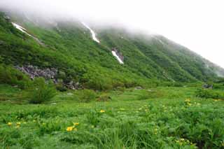 fotografia, materiale, libero il panorama, dipinga, fotografia di scorta,Il fiore archiviò di Senjojiki, montagna, nebbia, neve, bottone d'oro